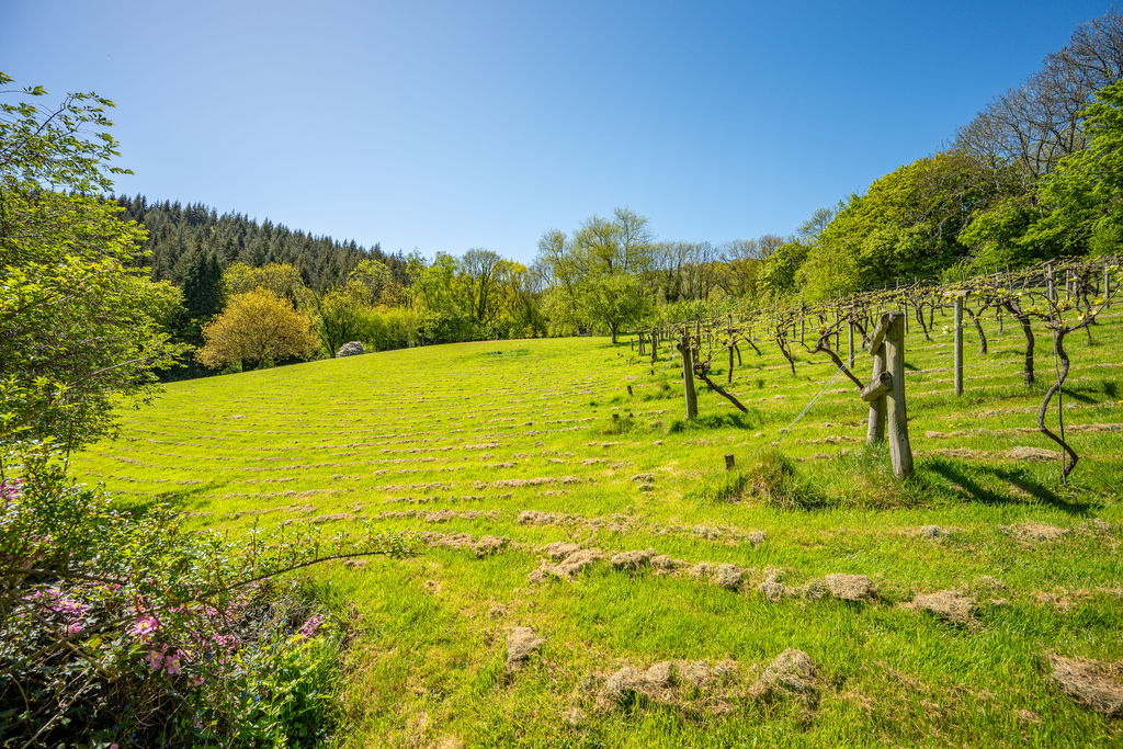 Grounds and vineyard- click for photo gallery